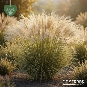 Stipa gigantea 'Ichu' P9