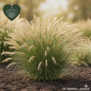 Stipa pulcherrima P9