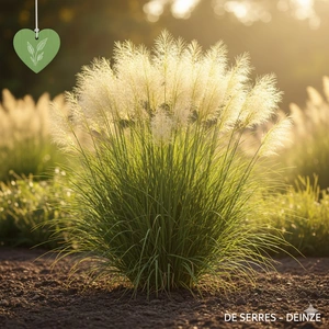 Stipa splendens P9