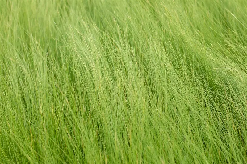 stipa tenuifolia ( ponytails) C3 - afbeelding 2