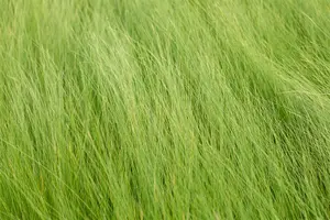 stipa tenuifolia ( ponytails) C3 - afbeelding 2