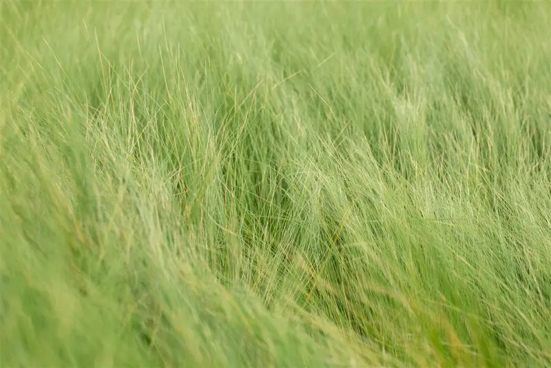 stipa tenuifolia ( ponytails) C3 - afbeelding 1