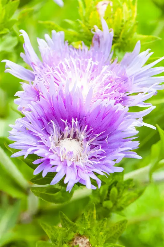 Stokesia laevis 'Alba' P9 - afbeelding 3