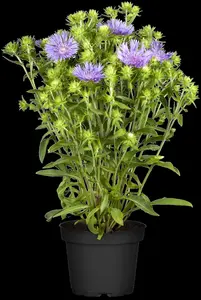 Stokesia laevis 'Alba' P9 - afbeelding 1