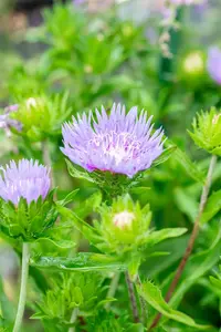 Stokesia laevis 'Blue Star' P9 - afbeelding 5
