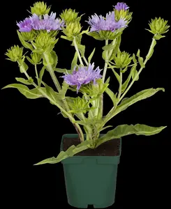Stokesia laevis 'Blue Star' P9 - afbeelding 4