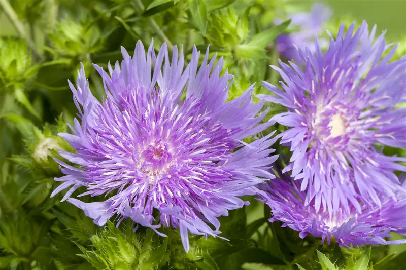 Stokesia laevis 'Blue Star' P9 - afbeelding 2