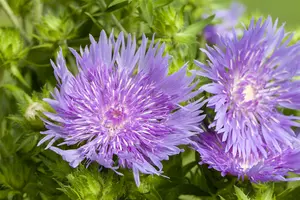 Stokesia laevis 'Blue Star' P9 - afbeelding 2