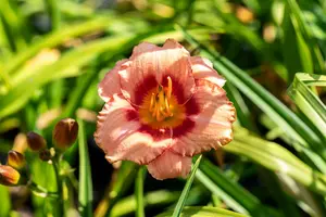 hemerocallis hybr. 'strawberry candy' P9 - afbeelding 3