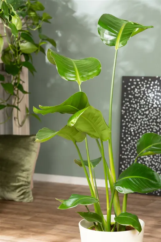 Strelitzia nicolai 125-150   C18 - afbeelding 2