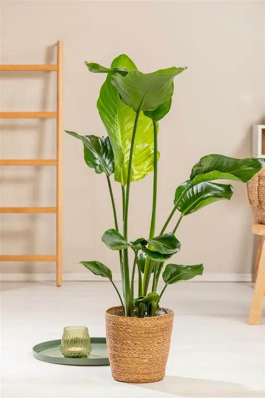 Strelitzia nicolai 125-150   C18 - afbeelding 4