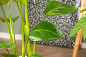 Strelitzia nicolai 125-150 C18