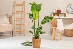 Strelitzia nicolai 125-150   C18 - afbeelding 3