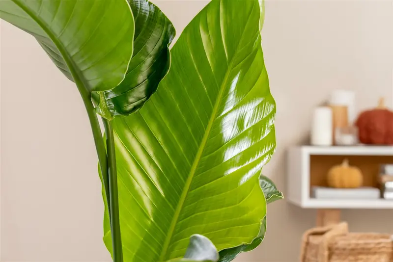 Strelitzia nicolai 125-150   C18 - afbeelding 5