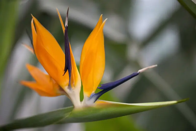 Strelitzia reginae 60- 80   C12