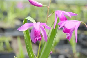 bletilla striata P9 - afbeelding 2