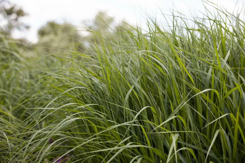 panicum virg. 'strictum' P9