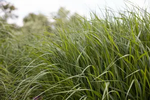 panicum virg. 'strictum' P9