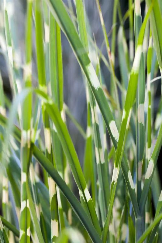 miscanthus sin. 'strictus' P9 - afbeelding 3