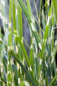 miscanthus sin. 'strictus' P9 - afbeelding 3