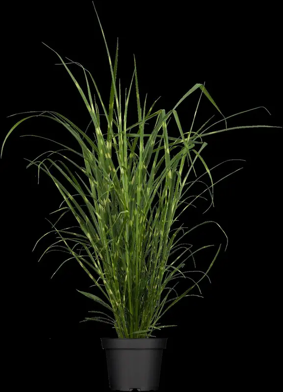 miscanthus sin. 'strictus' P9 - afbeelding 1