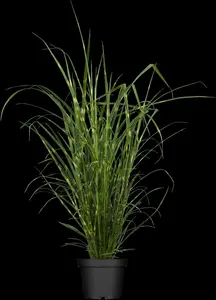 miscanthus sin. 'strictus' P9 - afbeelding 5
