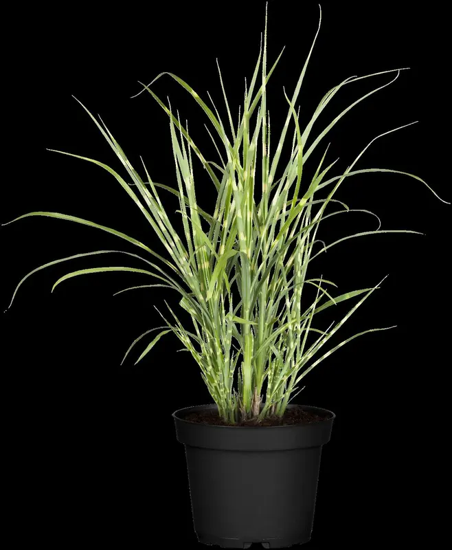 miscanthus sin. 'strictus' P9 - afbeelding 2