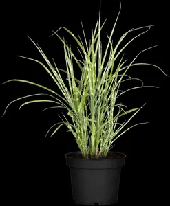 miscanthus sin. 'strictus' P9 - afbeelding 2