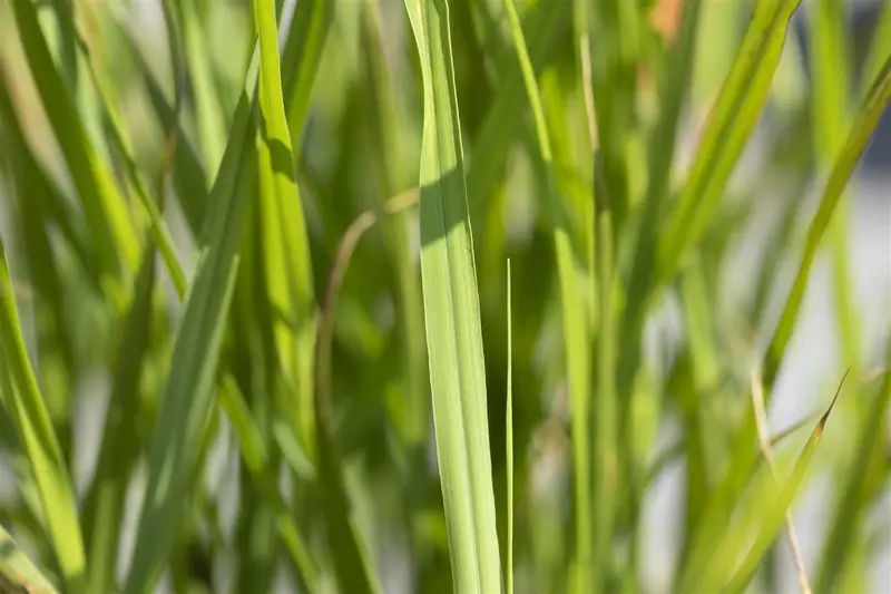 miscanthus sin. 'strictus' P9 - afbeelding 5