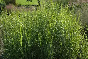 miscanthus sin. 'strictus' P9 - afbeelding 4