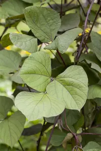 struikboon purple queen - afbeelding 2