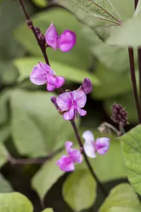 struikboon purple queen - afbeelding 3