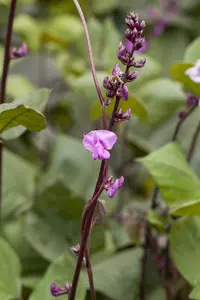 struikboon purple queen - afbeelding 4