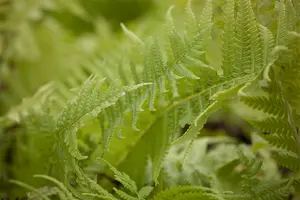 matteuccia struthiopteris P9 - afbeelding 3