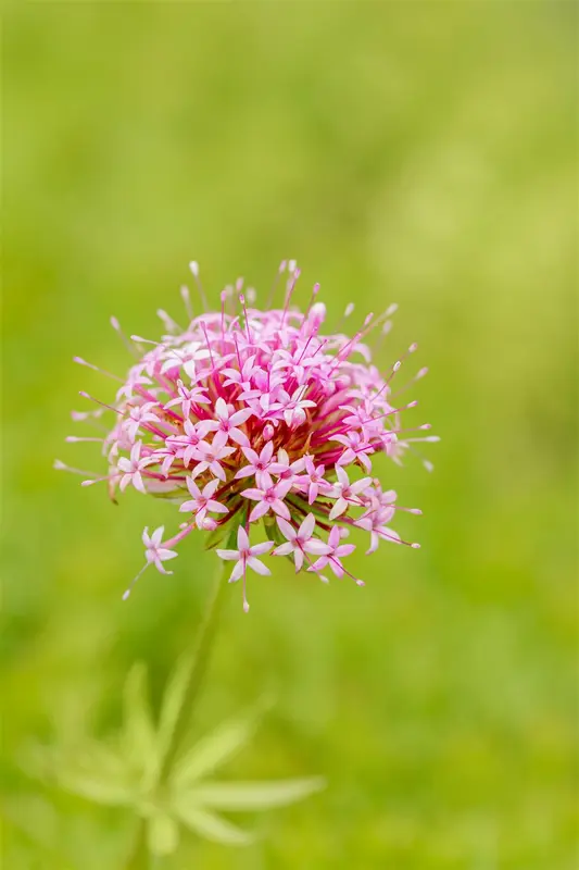 phuopsis stylosa ( crucianella stylosa) P9 - afbeelding 2