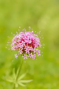 phuopsis stylosa ( crucianella stylosa) P9 - afbeelding 2