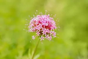 phuopsis stylosa ( crucianella stylosa) P9 - afbeelding 2
