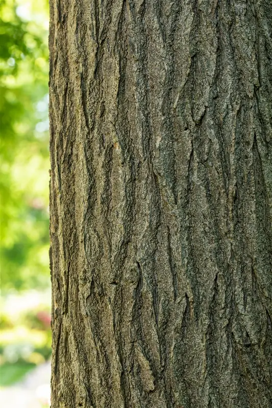 styphnolobium japonicum ( sophora japonica) (350-400 cm) - afbeelding 1