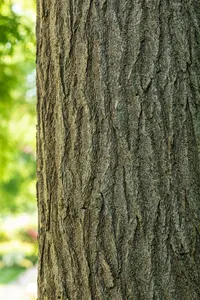 styphnolobium japonicum ( sophora japonica) (350-400 cm) - afbeelding 5