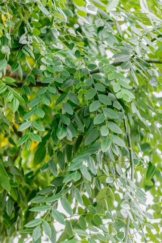 styphnolobium japonicum ( sophora japonica) (350-400 cm) - afbeelding 5