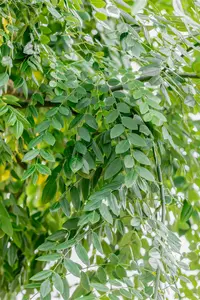 styphnolobium japonicum ( sophora japonica) (350-400 cm) - afbeelding 5