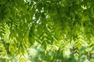 styphnolobium japonicum ( sophora japonica) (350-400 cm) - afbeelding 3