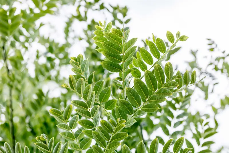styphnolobium japonicum ( sophora japonica) (350-400 cm) - afbeelding 4