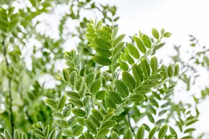 styphnolobium japonicum ( sophora japonica) (350-400 cm) - afbeelding 4