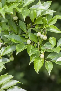 styrax japonicus (150-175 cm) - afbeelding 4