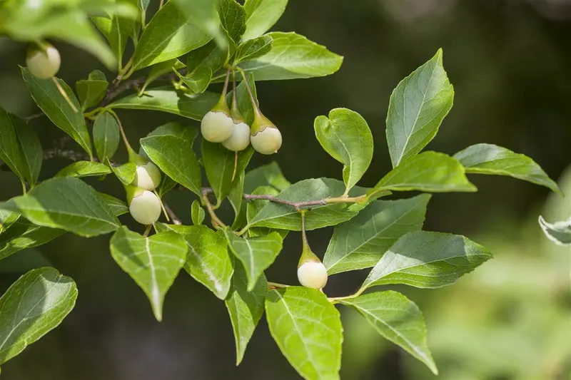 styrax japonicus (150-175 cm) - afbeelding 2