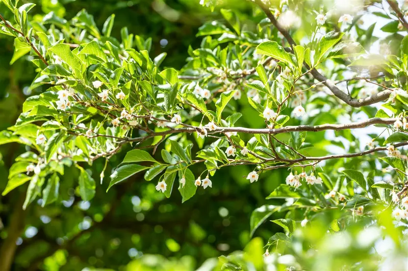 Styrax japonicus 250-300   C80 MRST - afbeelding 4