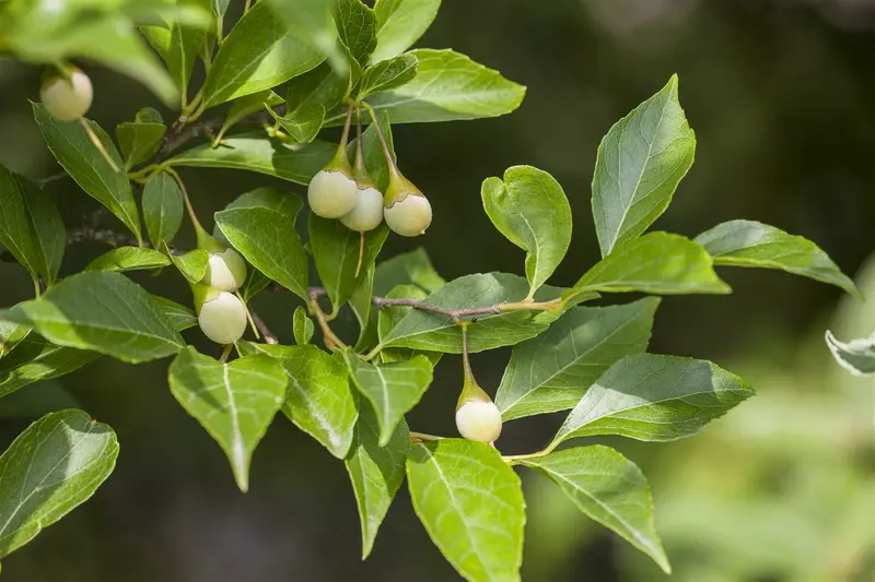 Styrax japonicus 50- 60   C4 - afbeelding 2