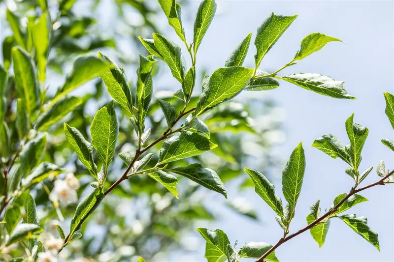 Styrax japonicus 50- 60   C4 - afbeelding 3