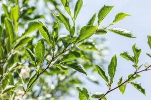 Styrax japonicus 50- 60   C4 - afbeelding 3